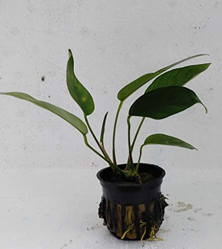 Quinn's Fins Assorted Anubias- Potted