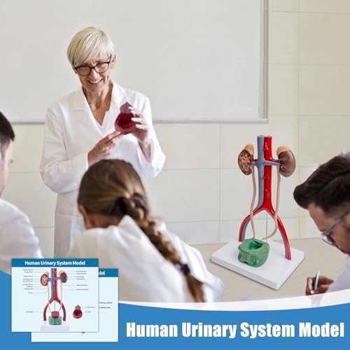 Image of Male Urinary System Anatomy Model, Human Life Size Removable Bladder Kidneys Ureters and Adrenal Glands with Product Manual Card and PVC Base Labeled Numbered for Medical Education Study