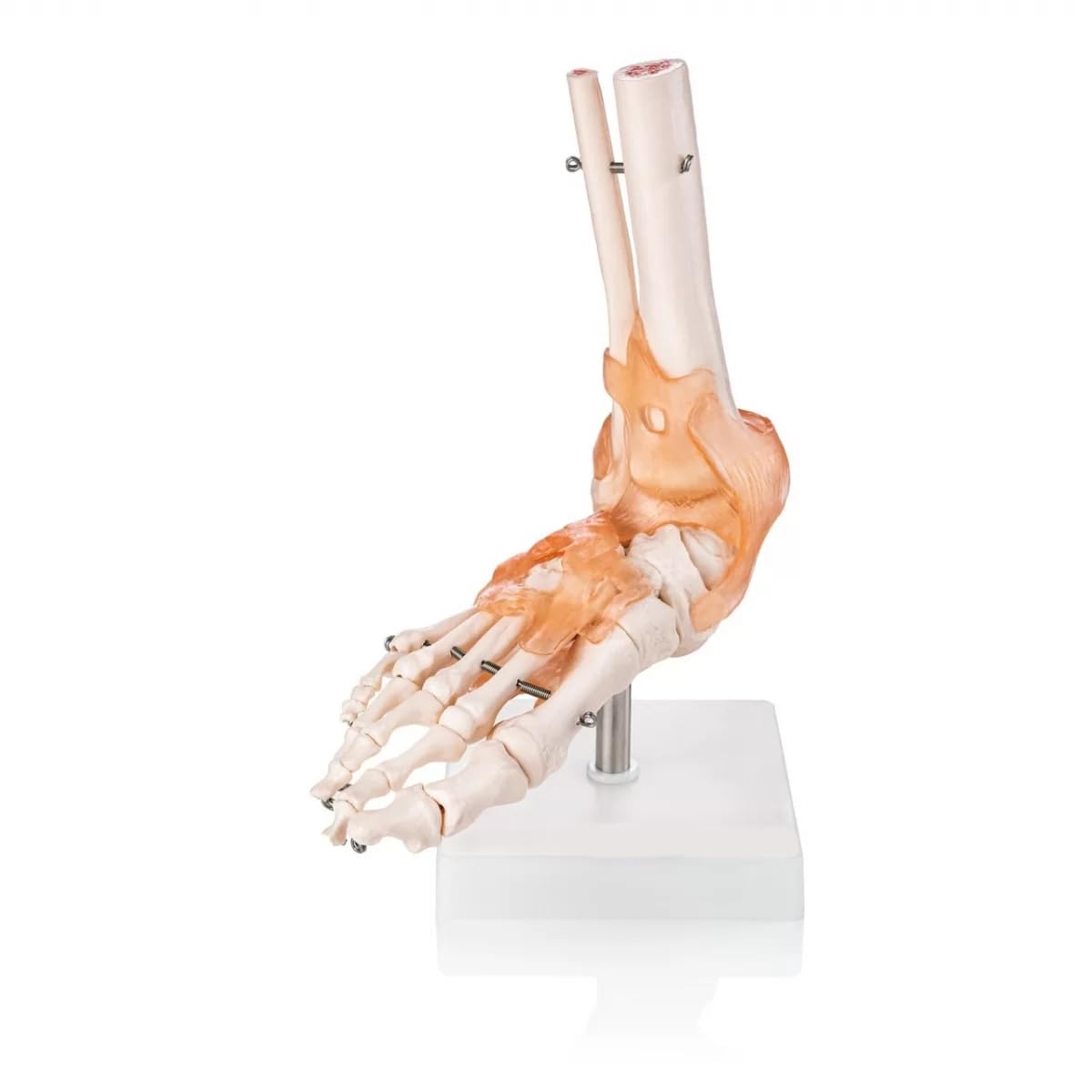 - Myaskro® - Human Foot Joint Model with Ligaments ✮ Scientific Life Size with Premium Display Base ✮ Best Teaching Tool for Patient Education & Anatomy Study