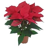 FLOR DE PASCUA - POINSETIA - PASCUERO, FLORES ROJAS ¡¡¡ PLANTA NATURAL DE NAVIDAD¡¡¡ altura: 35 cm aproximado, contenedor: 15 cm. ENVIOS SOLO PENINSULA