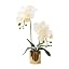 White-gold