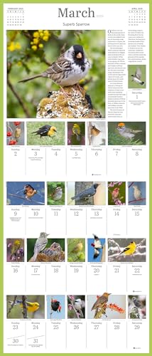 Audubon Songbirds and Other Backyard Birds Picture-A-Day(r) Wall Calendar 2025 - Image 3