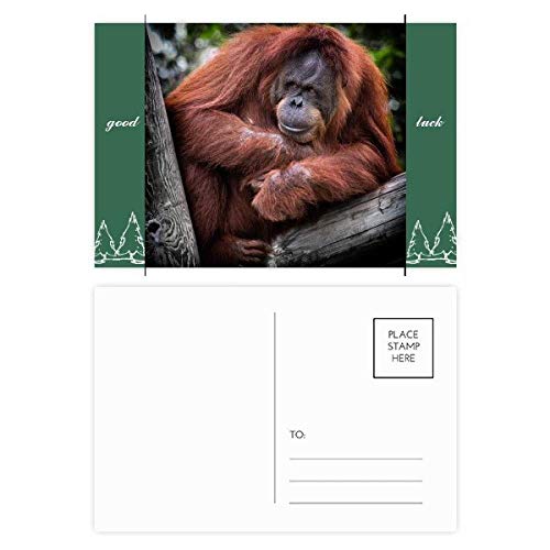 Cartes postales orang-outan animal sauvage terrestre multicolore set de 20 pièces