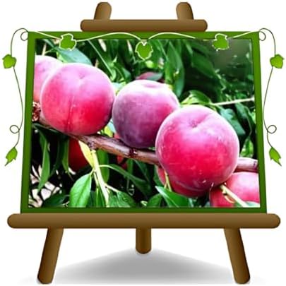 Melocotones con pulpa roja della Vigna - planta frutal resistente...