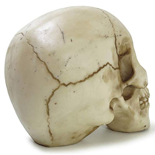 Crânio Da Vinci Grande Rachado Trincado Escultura Realista