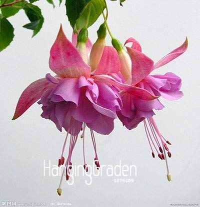 Graines De Fleurs De Fuchsia À Double Pétales Fraîches Pour La Plantation Rose Clair Paquet De 100 Graines