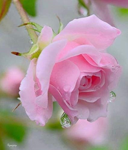 See full amazon price history chart for Royal Paradise Garden"Bubblegum Pink" Rose Flower Plant Home Garden Plant 1 Grafted Rose Live Plant Royal Paradise Garden"Bubblegum Pink" Rose Flower Plant Home Garden Plant 1 Grafted Rose Live Plant (B07RLJV338) Amazon Price History, Amazon Price Tracker