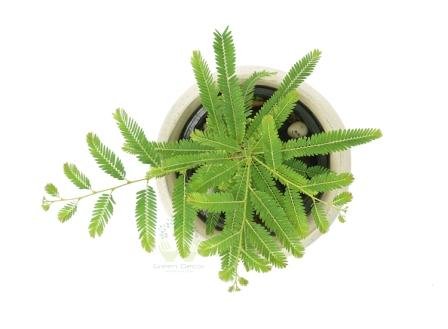 See full amazon price history chart for Leaf Gardening Amla (Big Size Fruit) Indian Gooseberry, Phyllanthus Emblica Plant with Pot Leaf Gardening Amla (Big Size Fruit) Indian Gooseberry, Phyllanthus Emblica Plant with Pot (B08JGKWZF7) Amazon Price History, Amazon Price Tracker