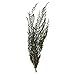 Vickerman Green Lepto Longifolia Bundle 25