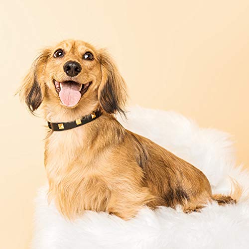 Scamper & Co Hundehalsband aus echtem Leder mit Mikrofaser-Schmucksteinen, Pyramidenbesetzt, 33 cm, Schwarz