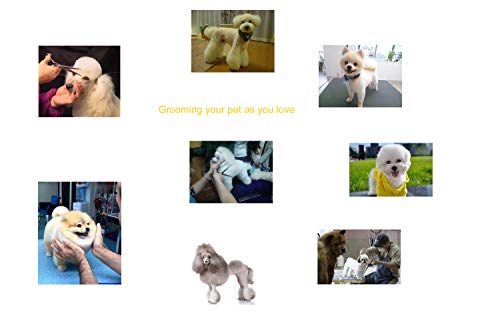 Professional Dog Shear/Scissors 6 Inch Classic Straight Handle For Pet/Dog Grooming Stainless Steel Japanese Craft (6.0"Straight) #TOP4