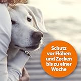 ARDAP Zeckenspray 250ml zur Anwendung am Tier - Bis zu 4 Wochen zuverlässiger, natürlicher & langanhaltender Schutz vor Zecken, Flöhen, Läusen & Milben (PT19)