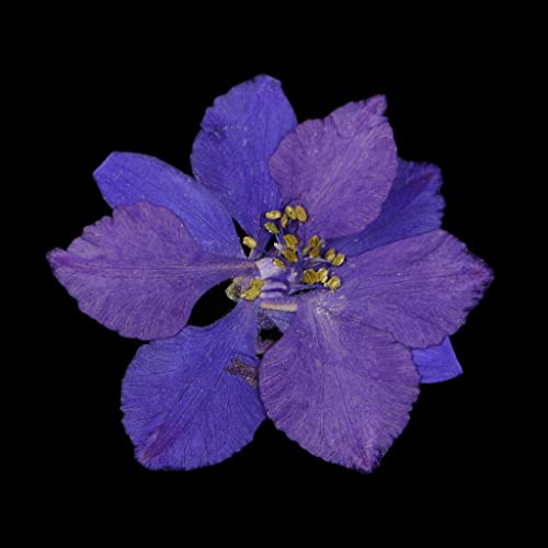 50 flores secas reales de delphinium para manualidades miniatura 2