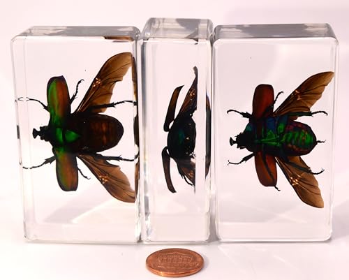 Image of 73mm Large Real Unicorn Green Chafer Beetle w /Open Wings in Crystal Clear Lucite Resin Crafts Specimen Preserved Insect Bug Taxidermy Collection for Biology Science Education & Desk Ornament Display