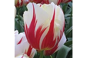 White & Red Tulip Seeds for Abundant Spring Blooms
