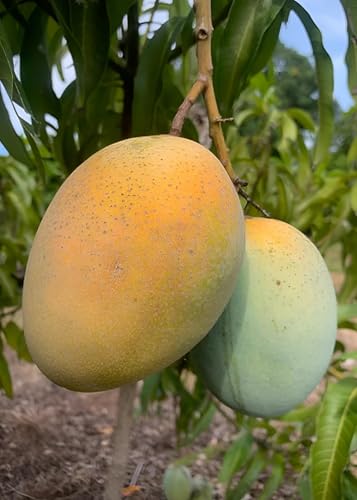 Image of Sweet & Testy Original Variety Himsagar Mango King Of Mango Fiber Free Live Grafted(1 Healthy Live Plant) Tree
