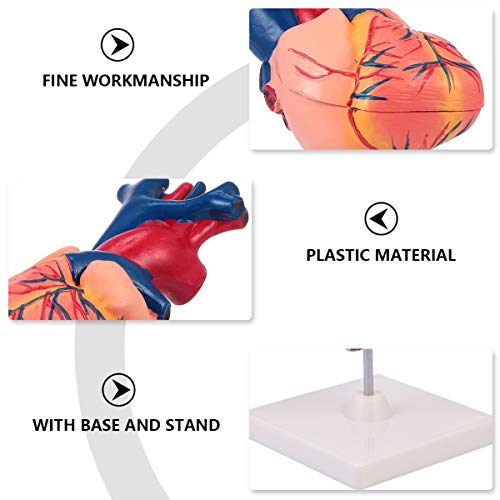 VILLCASE Modelo AnatÃ´mico Do CoraÃ§Ã£o 1: 1 Modelo de Ensino Do CoraÃ§Ã£o Modelo de Anatomia Humana