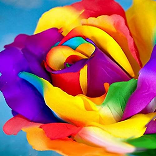 Luojuny Semillas de Rosa, 300 Piezas/Bolsa Buena Cosecha Sol pleno Crecimiento rápido Semillas de bonsái florecientes Decorativas para jardín Multicolor