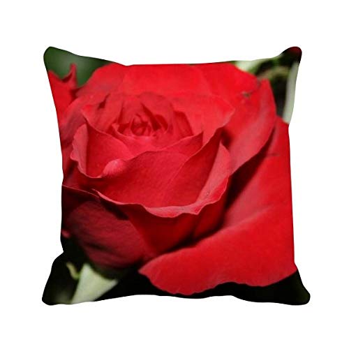 Coussin roses rouges 40x40 cm pour decoration canape de salon