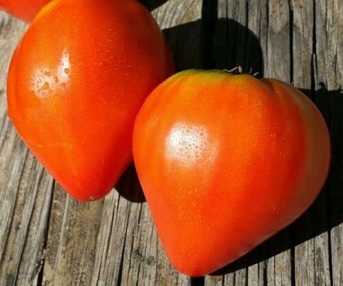 20 heirloom tomato seeds Coeur de Boeuf Cover