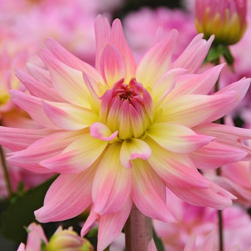 Plant in a Box - Dahlia Melody Gipsy - Bulbos - Set de 3 - Dalia - Bulbos de Dalia - Flores de verano