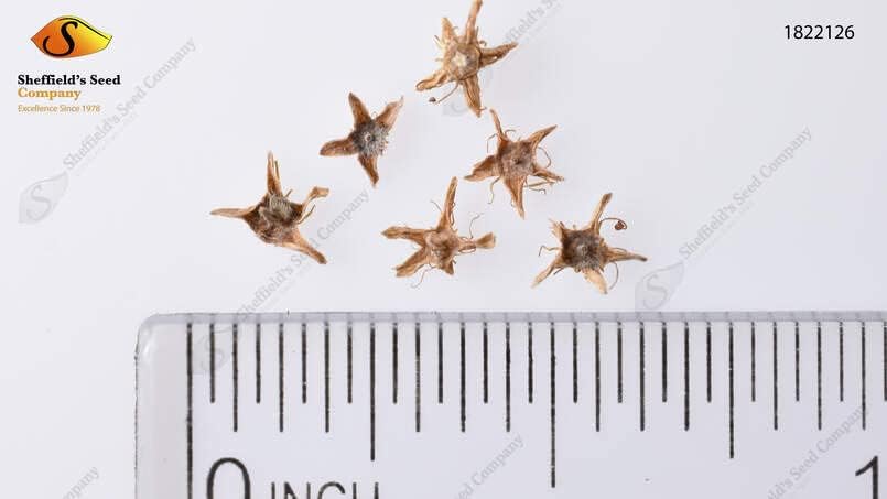 Miniatura 3 de Ocean Spray Semillas de arbusto para plantar (50 semillas) - Arbusto crema, decoloración de Holodisco