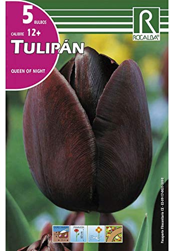 BULBO DE OTOÑO TULIPÁN REINA DE NOCHE - 5 UD