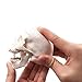 BornTo Edu Mini Skull Model - Small Size Human Medical Anatomical Adult Head Bone for Education