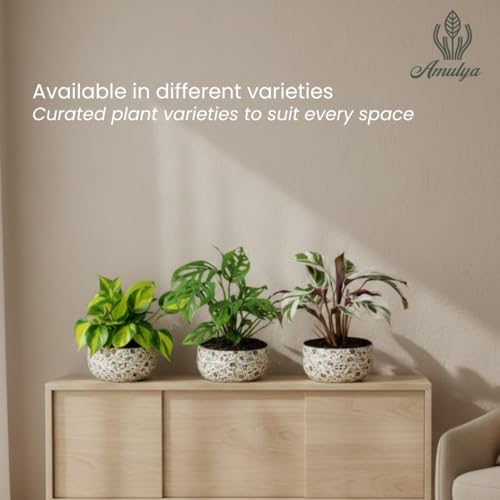 Image of Amulya Farms Indoor Plants for Home | Philodendron Birkin Live Plant in Floral Print Metal Pot | Low Maintenance Air Purifying Plants For Home.