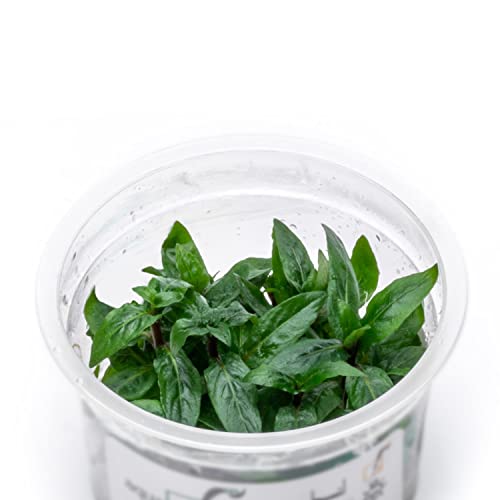 Substratesource Staurogyne Repens Tissue Culture Aquatic Live Aquarium Plant - 100% Snail Free In Vitro Cup (Staurogyne Repens) #TOP3