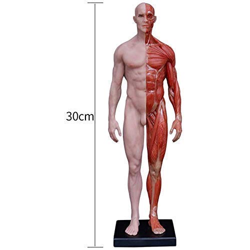 Modello Educativo 11,8 Pollici/30Cm Figura di Anatomia Umana Anatomia Maschile Figura Modello Anatomico Umano Muscolo O