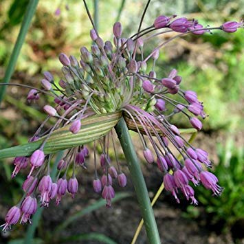 - Semi Allium carinatum pulchellum