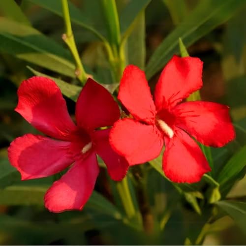 Image of Live Red Kaner Plant | Oleander Flowering Outdoor Shrub | Lal Kaner Flower Plant for Home Garden Terrace Balcony