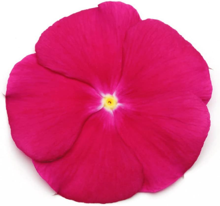 Amazon 日々草 種 クランベリー 1袋 粒 日日草 日々草の種 日々草の花 花たね 花の種 花 種子 タネ ニチニチソウ花壇 寄せ植え 夏の花壇 ガーデニング 国華園 22年春商品 花 Amazon 日々草 種 クランベリー 1袋 粒 日日草 日々草の種 日々草の花 花たね 花の種 花 種子 タネ ニチニチソウ花壇 寄せ植え 夏の花壇 ガーデニング 国華園 22年春商品 花