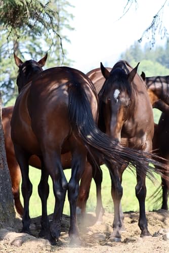 Horses And Neuroscience: The Book
