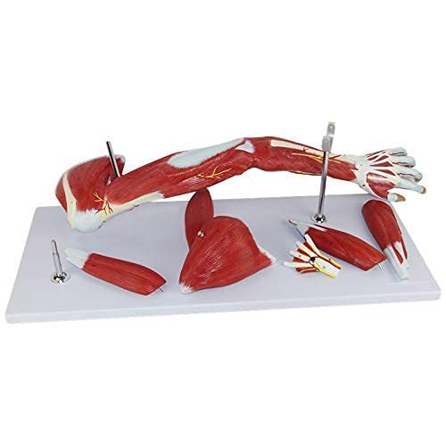 Model Anatomiczny, Medyczny Anatomiczny Model Mięśni Ramię, 7-częściowy, Mięsień Kończyny Górnej, Ramię Naczyniowe Do Materiałów Edukacyjnych Medycznych