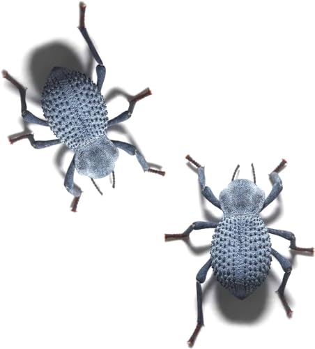 Blue Death Feigning Beetle (Group of 2) - Fun and Easy to Care for - Live Ironclad Beetle! - BDFB - Asbolus Verrucosus