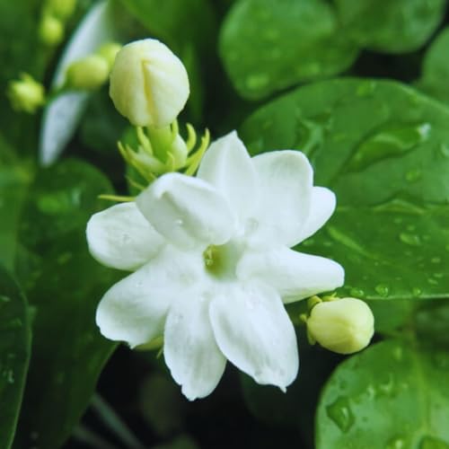 2 Maid of Orleans Sambac Jasmine Live Plants, Jasmine Plant Live, Sambac Jasmine, 4 to 6 Inc Tall, Tea Jasmine Fragrant Plant, Blooming Jasmine Plant 2 Maid of Orleans Sambac Jasmine Live Plants, Jasmine Plant Live, Sambac Jasmine, 4 to 6 Inc Tall, Tea Jasmine Fragrant Plant, Blooming Jasmine Plant