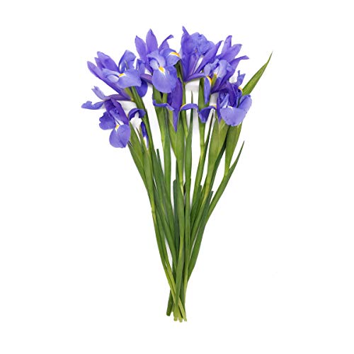 Amazon Best Sellers Best Fresh Cut Irises