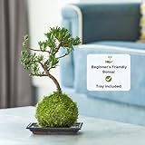 Tranquil Plants Home Decor Bonsai Tree Indoor Plant |Broom-Style Kokedama House Plant with Fertilized Green Moss Ball, Bonsai Tree | Exquisite Indoor Bonsai Plant Gift-10 Years (Plant & Tray) - Image 3
