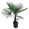 Trachycarpus Fortunei – 100cm