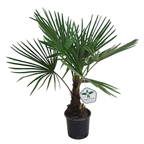 Trachycarpus Fortunei - 100cm