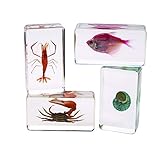 Excellerations ACWATER Acrylic Under The Sea Specimens (Pack of 4)