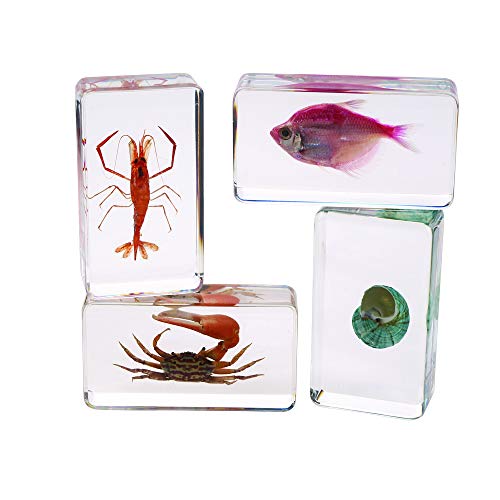 Excellerations Acrylic Specimens, 2.8-3 inches L, Sea Creatures, 4 Pieces, STEM Education, Science Kits, Preschool (Item # ACWATER)