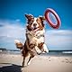 Record Schwimmring für Hunde Spielzeug, hergestellt aus Eva, Festem Und Widerstandsfahigem | Farbe Rot, Größe 26,5 cm