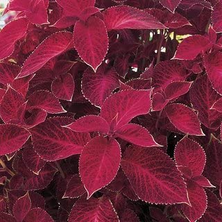 Plantazee Joogtook Live Coleus (Red Color) Leaves Attractive Foliage Plant With Pot - 1 Healthy Live Plant (B0B31BSXXR) Amazon Price History, Amazon Price Tracker
