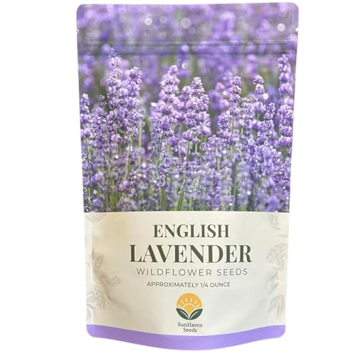 SunHaven Seeds English Lavender Seeds 5 000+ Seeds 0.25 oz Resealable Packet of Non-GMO Englsih Lavender Seeds