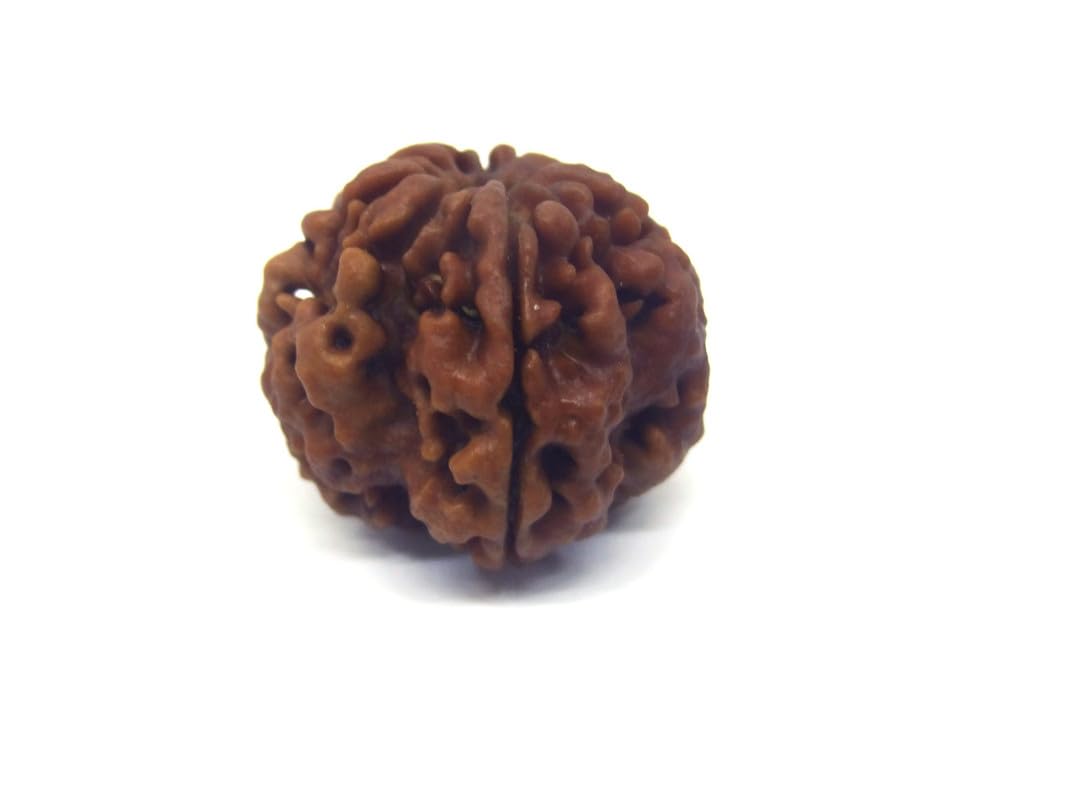1 Mukhi Rudraksha Round Shape One Mukhi Rudraksha Lab Certified एक मुखी रुद्राक्ष ओरिजनल नेपाल गोल Original Ek Mukhi Rudraksha Nepali Rare Gol Dana Rudraksha For Dhyan-image-13