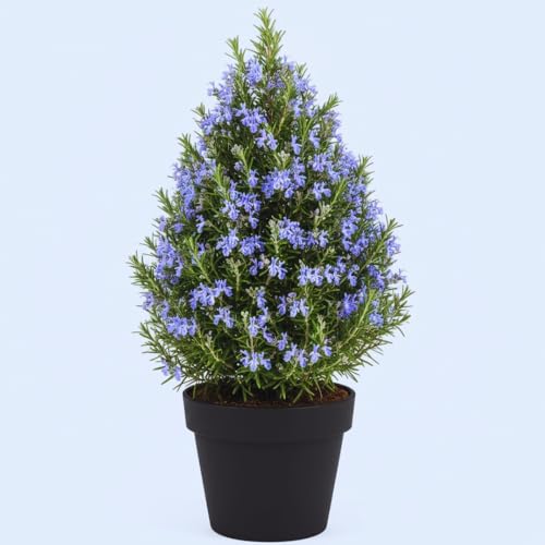 Rosemary Plant Live in Pot, Live Rosemary Plant, Fragrant Herb,