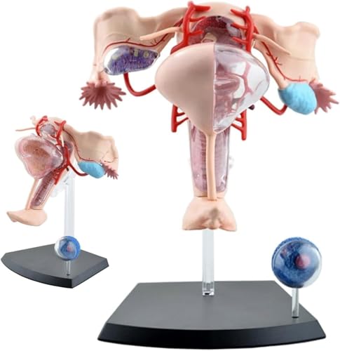 HEQIM Female Urinary and reproductive System Model, 4D Human Female reproductive Anatomy Model, Detachable 19 Parts of Uterus and Ovary Muscles, Learning and displaying Medical Model